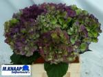 Hortensie m. VERENA BL CL